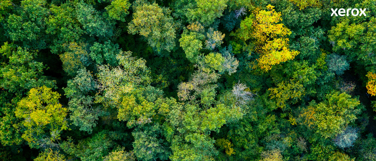 Xerox Genuine ® C230 Color Printer/C235 Color Multifunction Printer Black High capacity Toner Cartridge (3000 Pages) - 006R04391